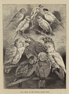 Aves premiadas en la exposición del Crystal Palace